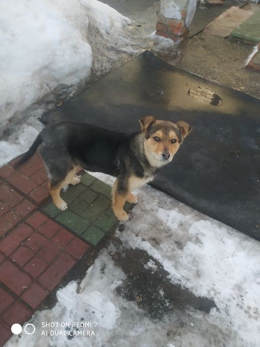 Собачка для охраны