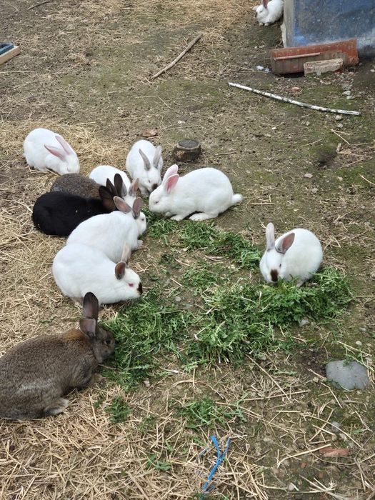 Vând iepuri de carne