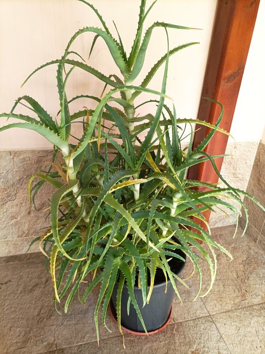 Бенджамин, Драцена, Алое Вера