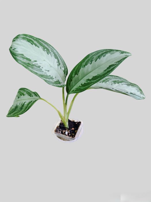 Аглаонема Сильвер Бей