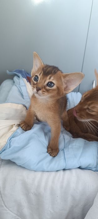 Абиссинские котята