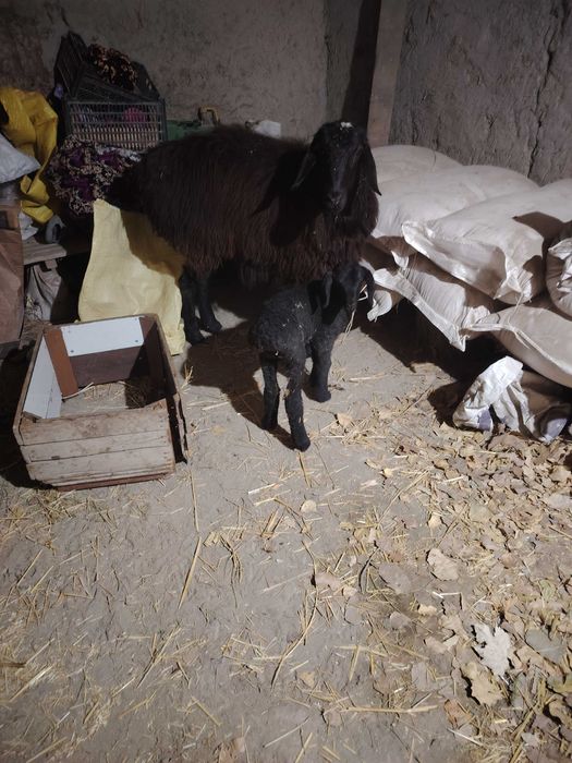 Ona bola qoʻy sotiladi