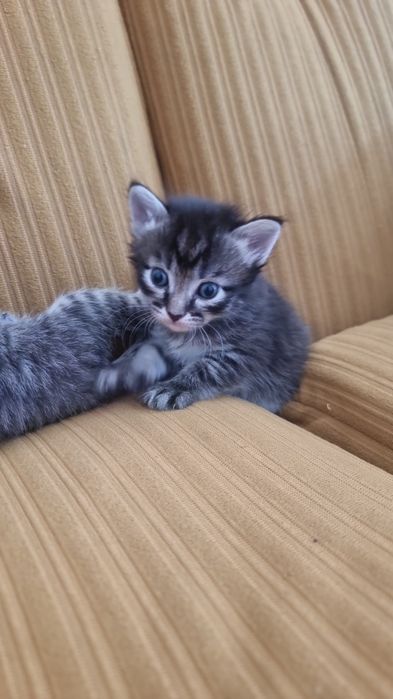 Котята-метисы.Мама-сфинкс папа сосед