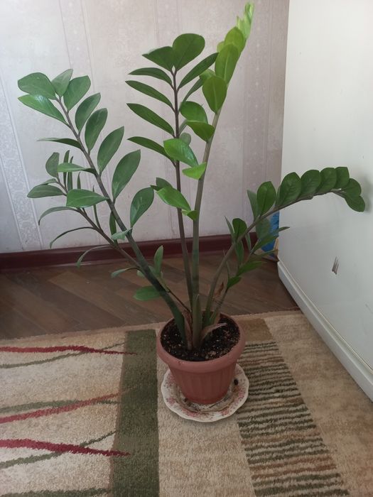 Доллорывый гүлдер.