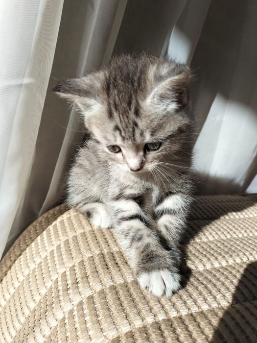 Отдам котенка в хорошие руки