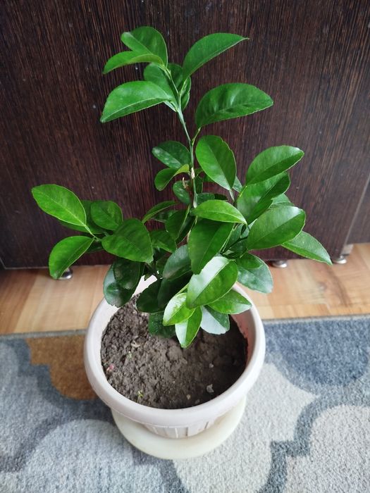 Продам мандариновое дерево