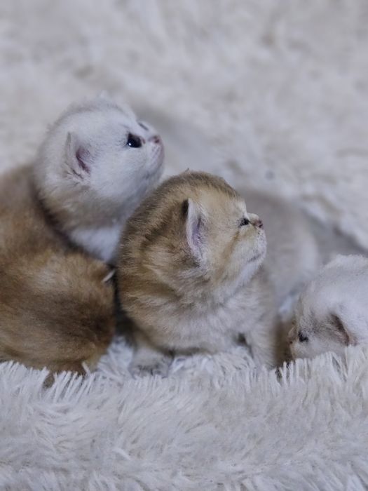 Бронь котят шиншиллы