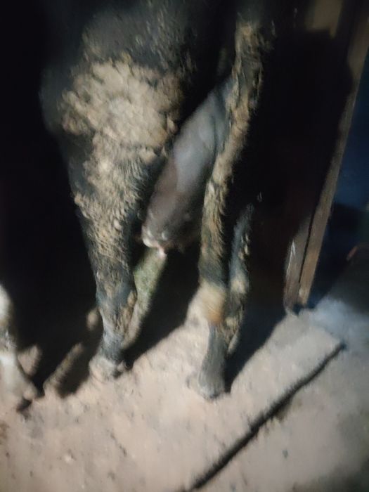 Vind  vaci  de lapte