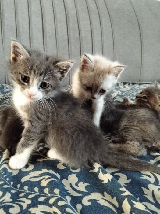 Котята в добрые руки