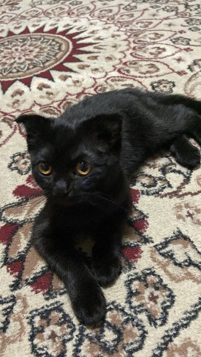 Tanishuv, sevgi, jinsiy aloqa, Minsk, Belarus