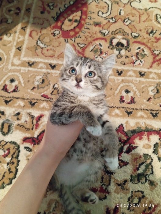 Котята  домашние