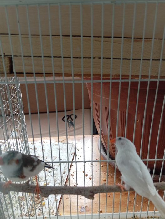 Продаются кареллы