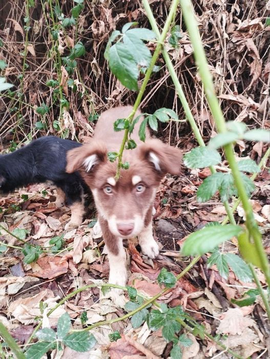 Щенок 3,5 месяца девочка