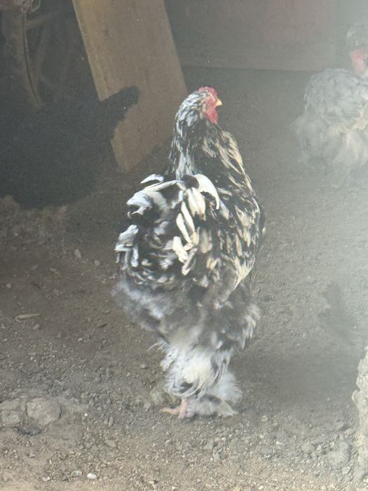 Cocoș Brahma 2025