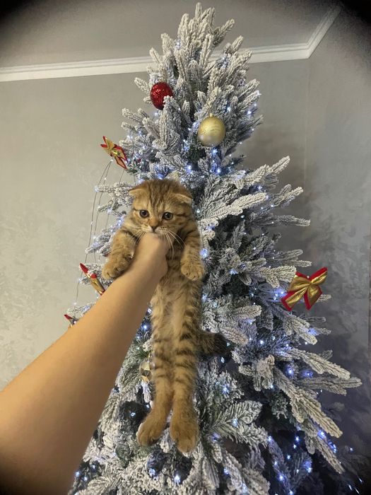 Шотландские котята продам