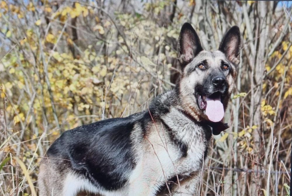 Покажи фото восточной овчарки Покажи фото восточной овчарки