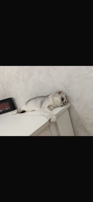 Продается шотландская шиншилла
