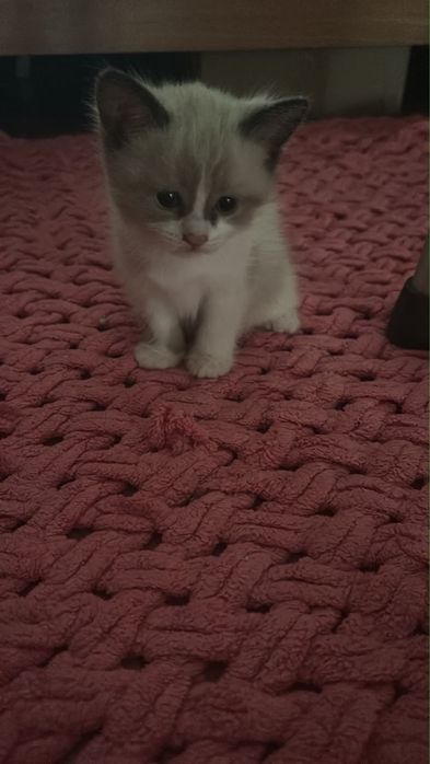 Продам игривых  котят …