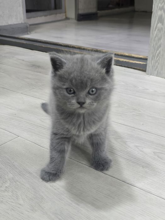 Продается котенок