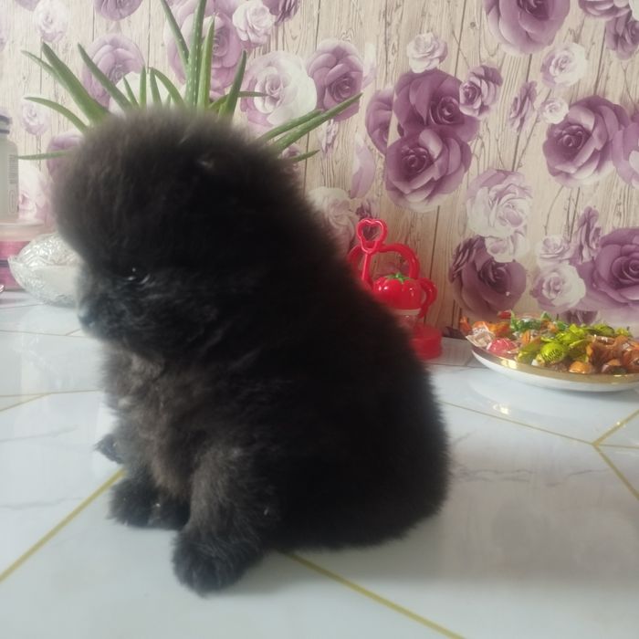 Продам щенка, померанского шпица