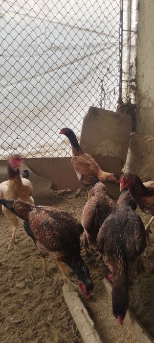 Турецкий птица товуклар