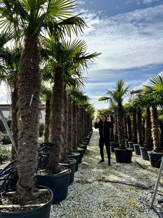 Plante Ornamentale pentru Amenajări Verzi