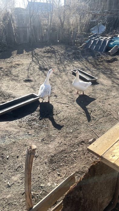 Продам гуся и гусыню!