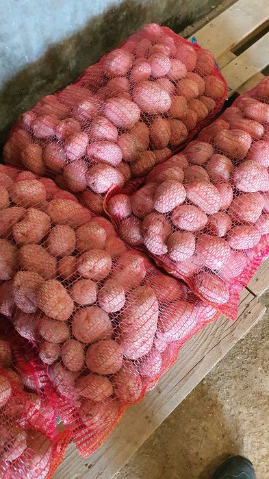 Vand cartofi de consum sau de samanta, soi  Bellarosa