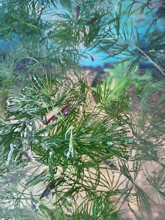 Креветки аквариумные