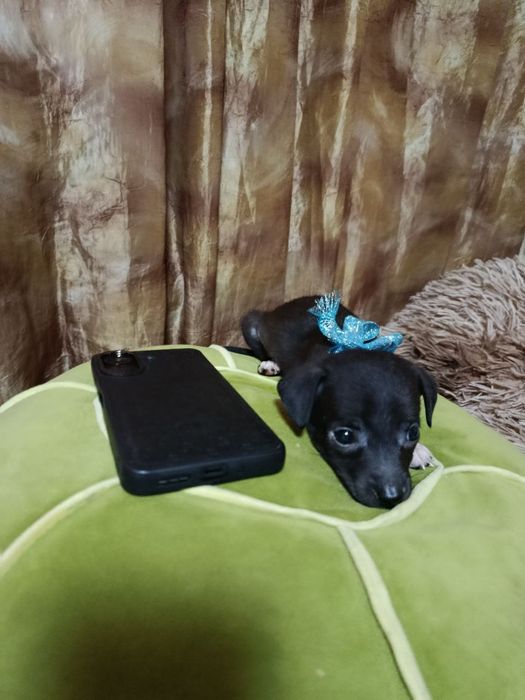 Отдаю щеняток в добрые руки