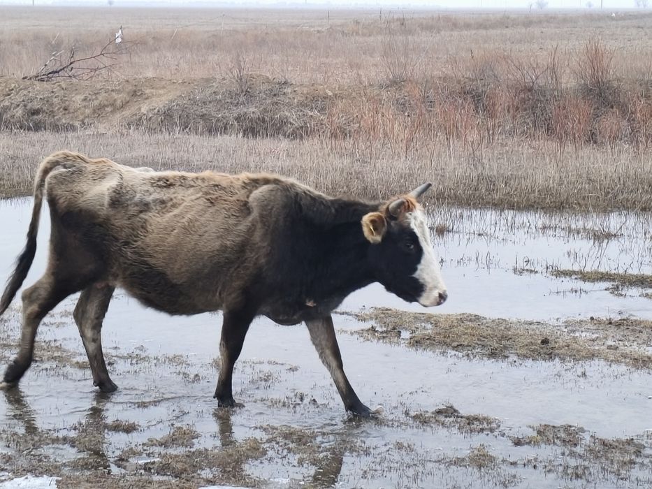 Сүтті сиыр сатылады