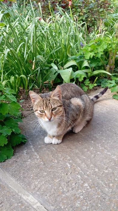 DONEZ - SPRE ADOPTIE - 3 pisici prea frumoase !