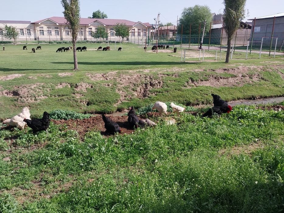 Qora shahzoda tovuqlar va xoroz 4+1