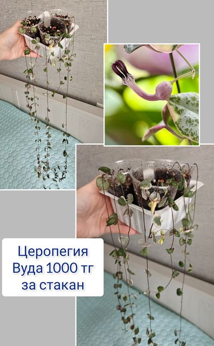 Гастерия суккуленты комнатные цветы