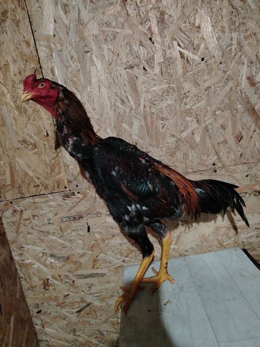 Продам Дакана золотой