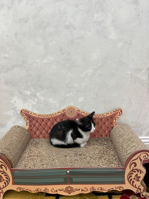 Отдам кошечку в хорошие руки