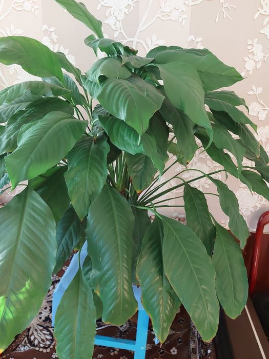 Спатифиллум, крупные растения