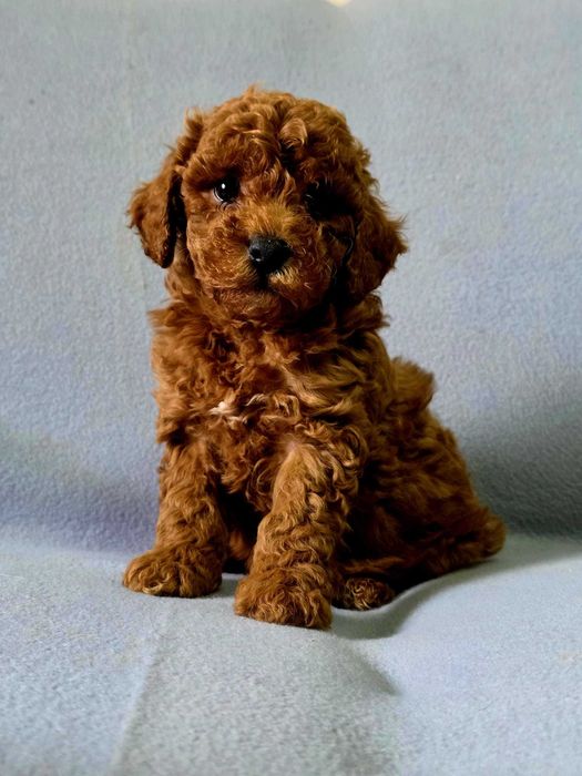 Pudel toy cu pedigree