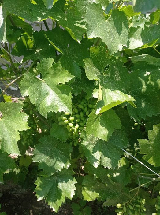 Дом продаётся. Продаётся дом. Продаю дом. Читайте подробнее!