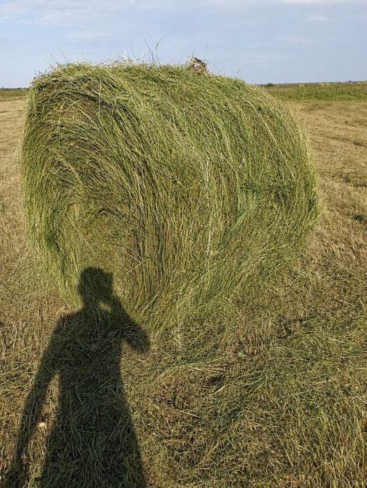 Продам сено  с доставкой по области 10 тыс