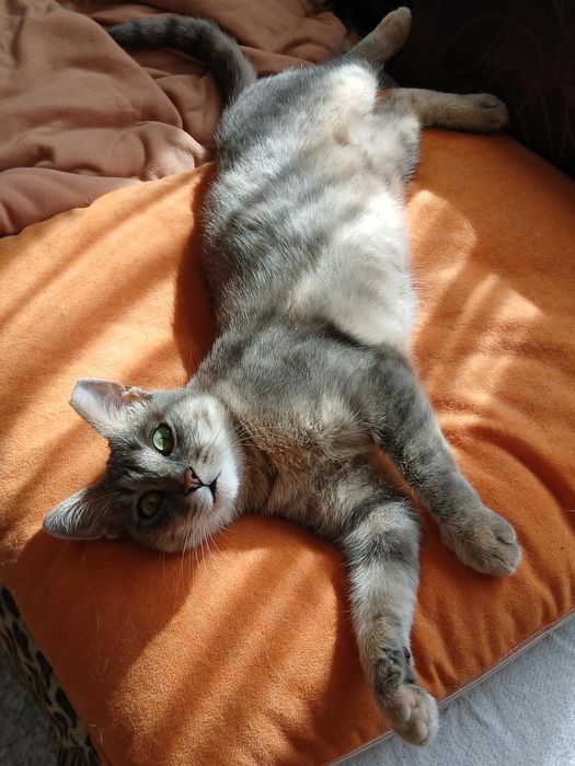 Подарявам котка - Синьо Таби, женска, кастрирана