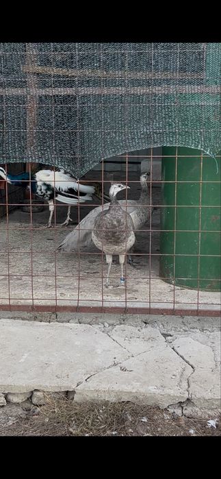 Paun opal de vanzare