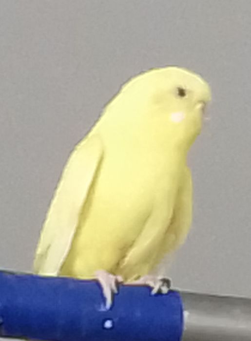 Продаются волнистые попугаи парами