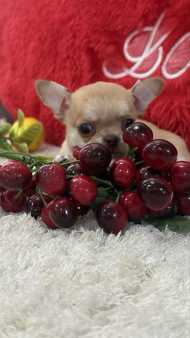 Шикарная девочка чихуахуа тип кобби