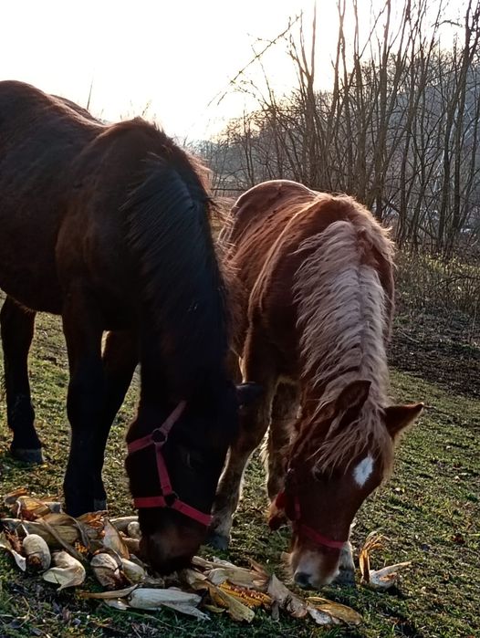 Vând s-au schimb cu oi