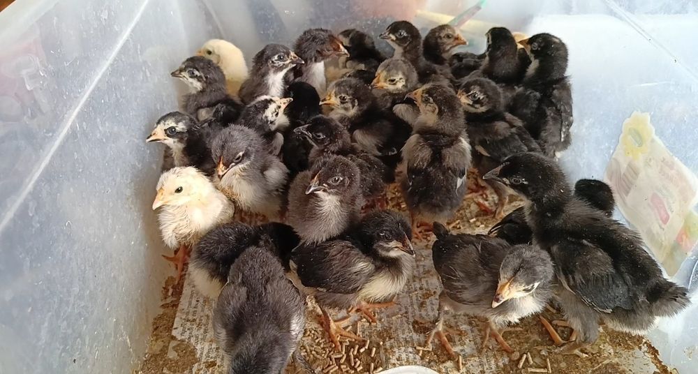 Andijon Qora tovuq jojalari