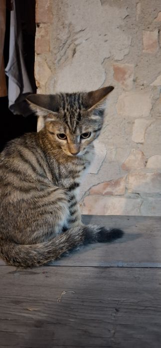 Котёнок мальчик подросток ищет себе дом!