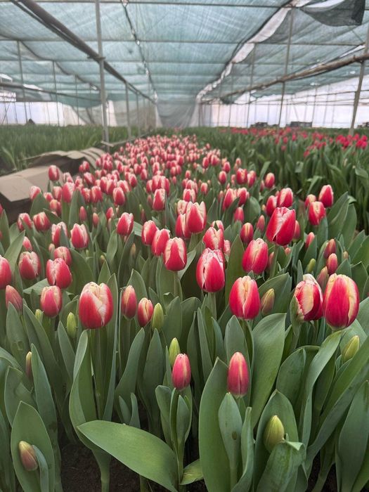 Луковицы тюльпаны оптом акция