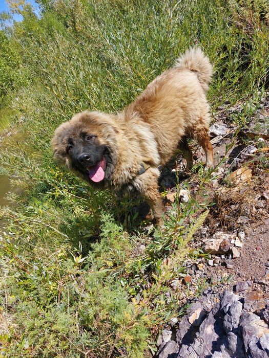 Животные ищу пару