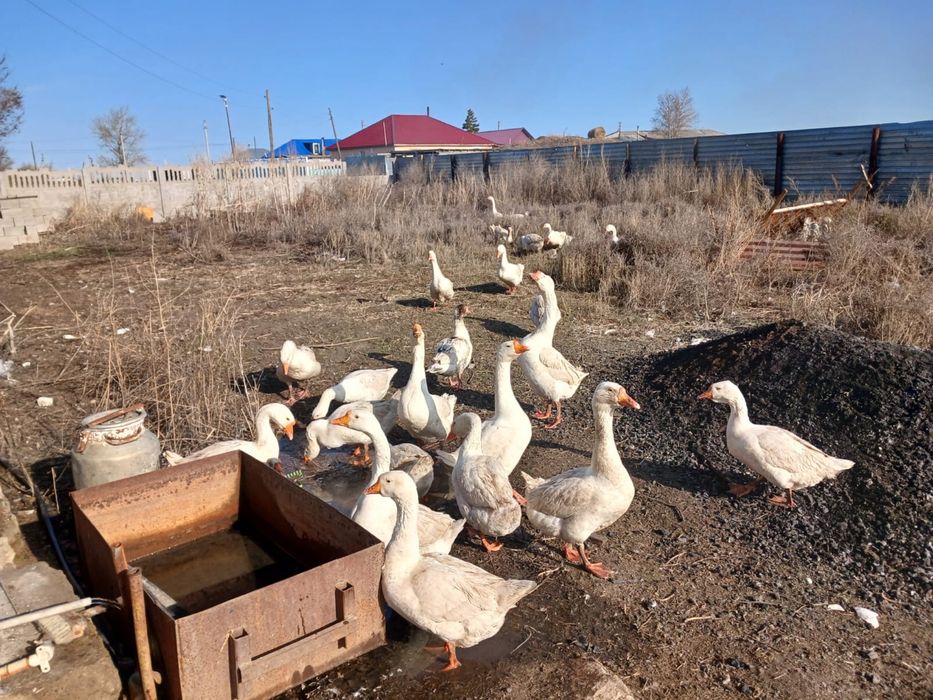 Продам гусей Продам гусей
